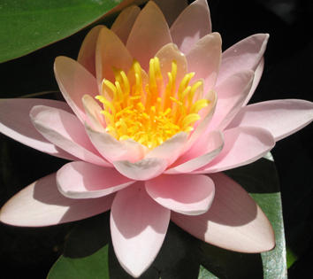 Meditation in Sydney