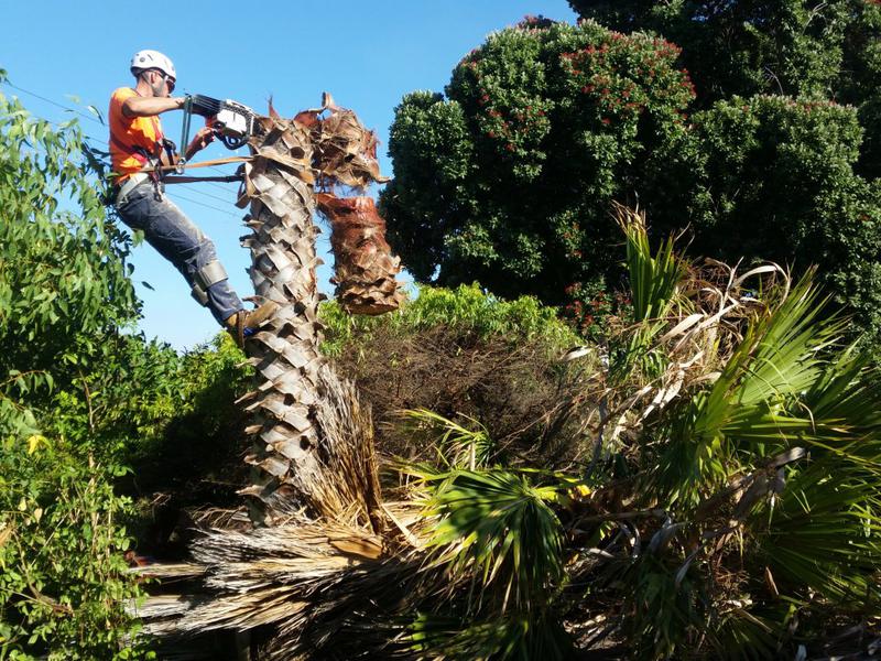 A-Local Tree Services