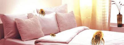 SK Mattress Cleaning