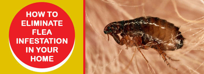 Ezyclean Pest