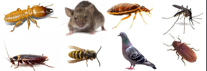 Pest Busters