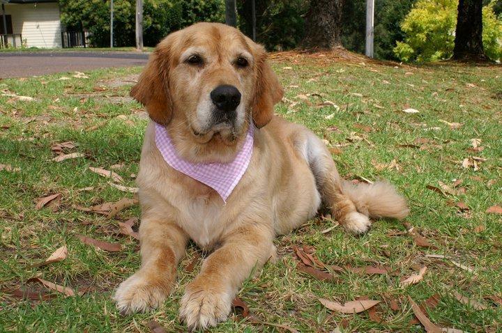 Fetch: Cronulla