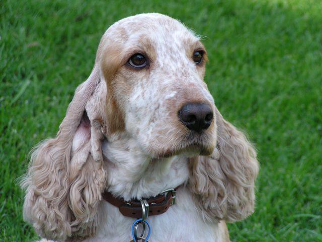 Coats n Tails Dog Grooming