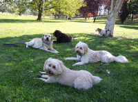 Pawsitive Dogwalks