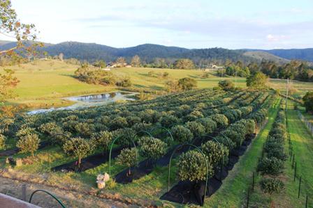 Hinterland Feijoas