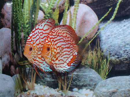 Aquarium World Cairns
