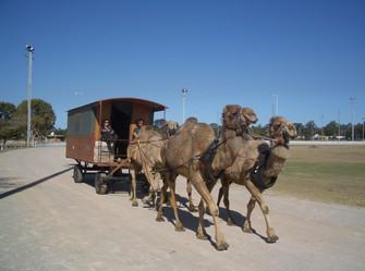 Southern Cross Camels