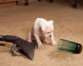 Jamieson Cleaning Services