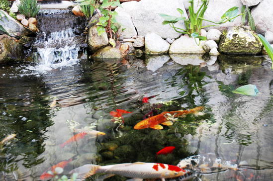 PondQuip