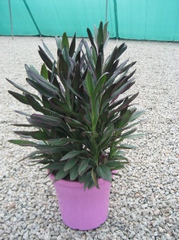 QLD Indoor Foliage
