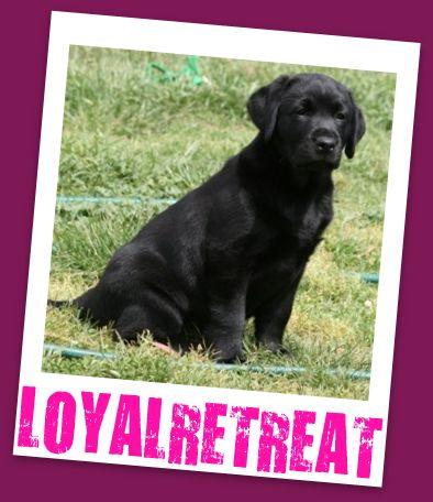 LoyalRetreat logo