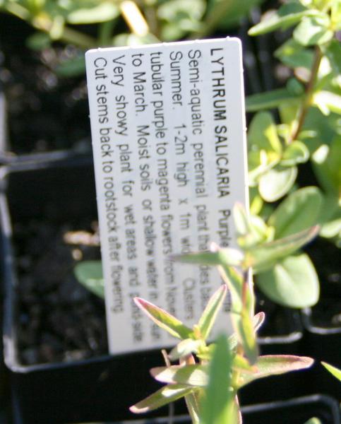 Tags For Pots