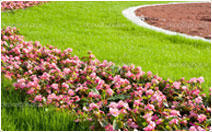 Wanneroo Lawn Farms
