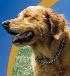 The Happy Dog