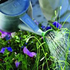 Magic Gardening