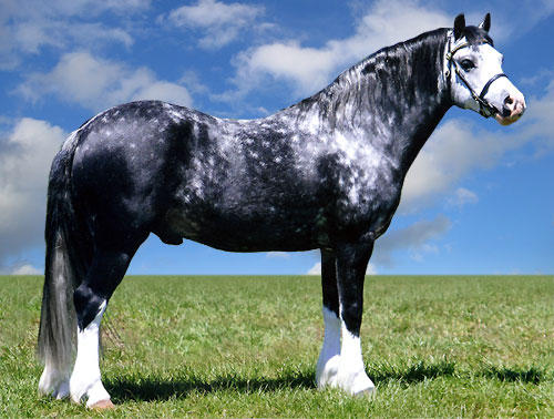 Bellingara Stud
