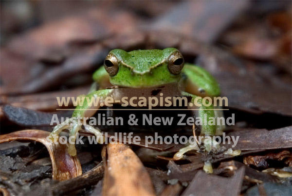 Escapism Photography