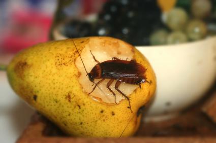 Chambers Pest Solutions: Manning