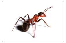 PestAway Australia