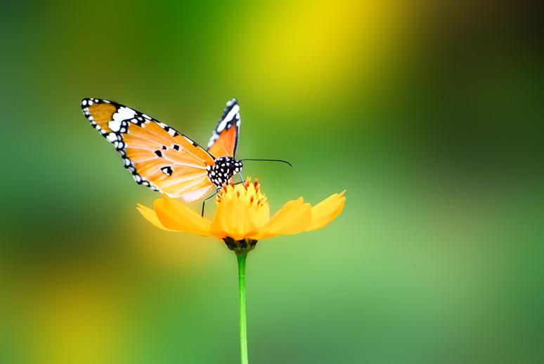 Lotus Chant