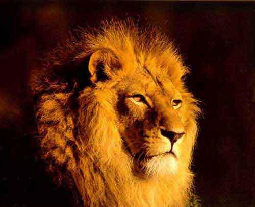 Roar Consulting Australia Asia