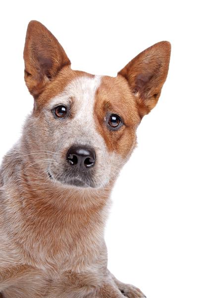 Red Dog Plumbing