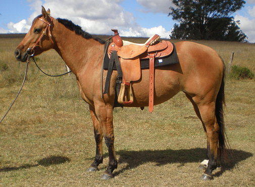 Cowboy Up Trail Riding