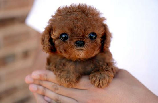 Puppy Training Melbourne