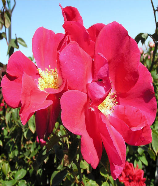Ladybird Roses