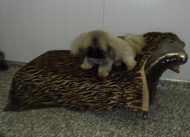 Small Paws: Duffys Forest