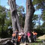 Absolute Tree Services
