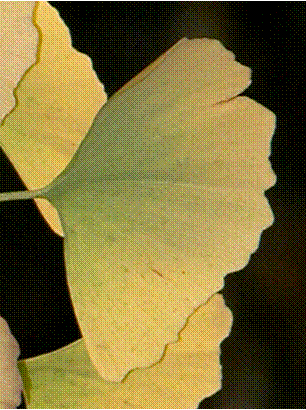 Gingko Healing logo