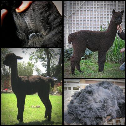 Manna-Gum Farm Alpacas