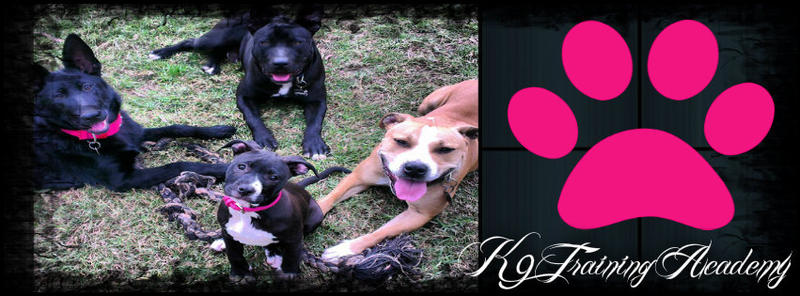 K9 Training Academy: Berkshire Park