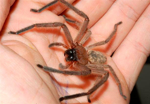 A Noble Pest Control: 