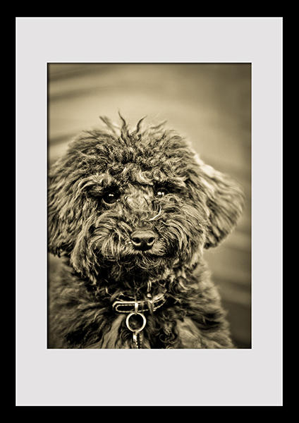 Sean Robson Photography