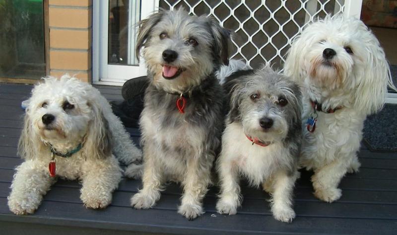 Debbies Dog Walking logo