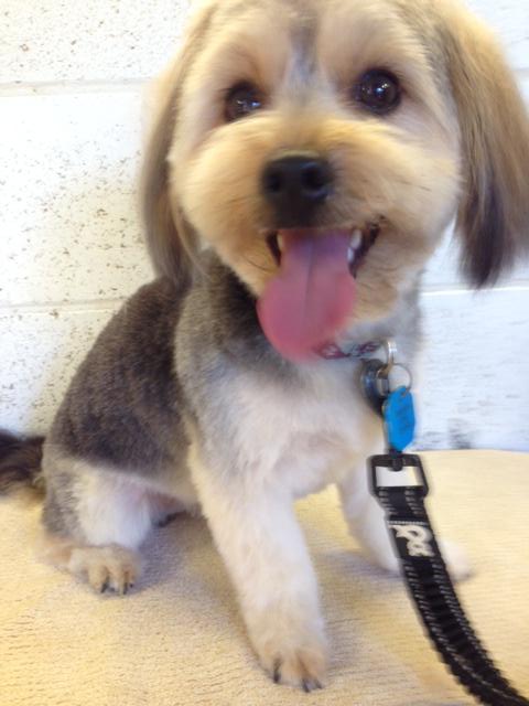 PoshDogs Grooming