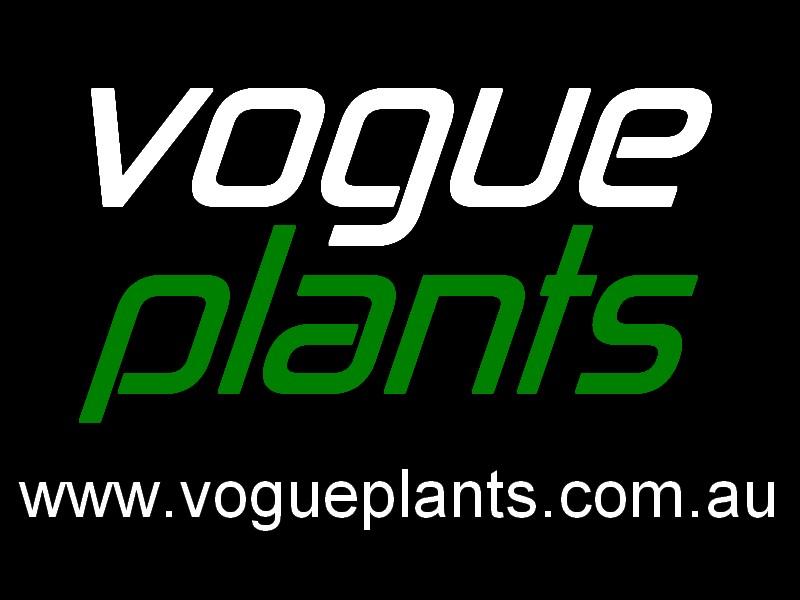 Vogue Plants