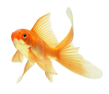 Justfish