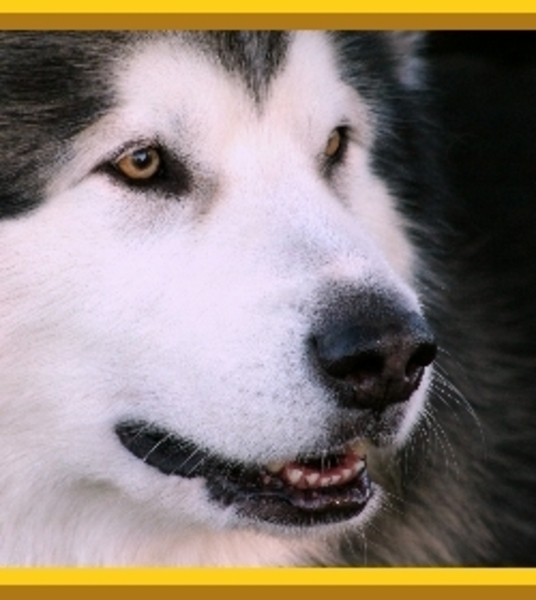 Precious Pets Photography