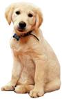 Dogmatic