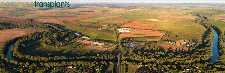 Narromine Transplants