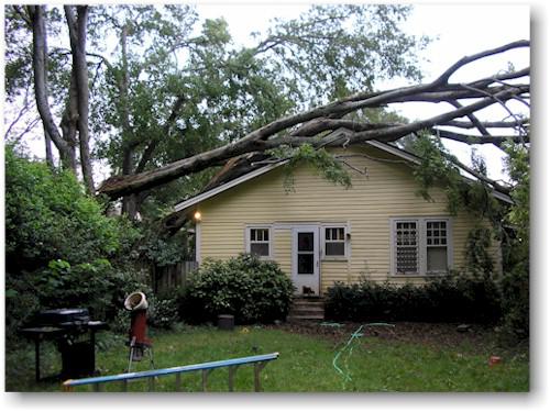 Newcastle Tree Care