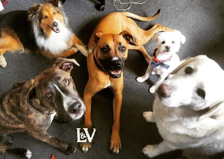 L&V Pet Care
