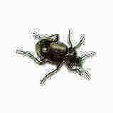 Positive Pest Solutions