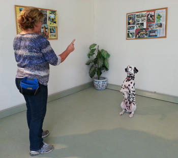 Animal Stars Dog Training