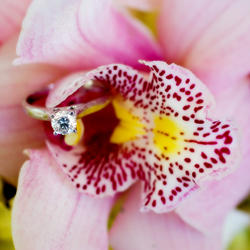 Chesterton Smith Photography