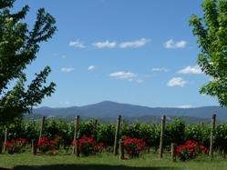 Chillout Travel Winery Tours