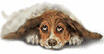 Lefay Dog Boarding Kennels